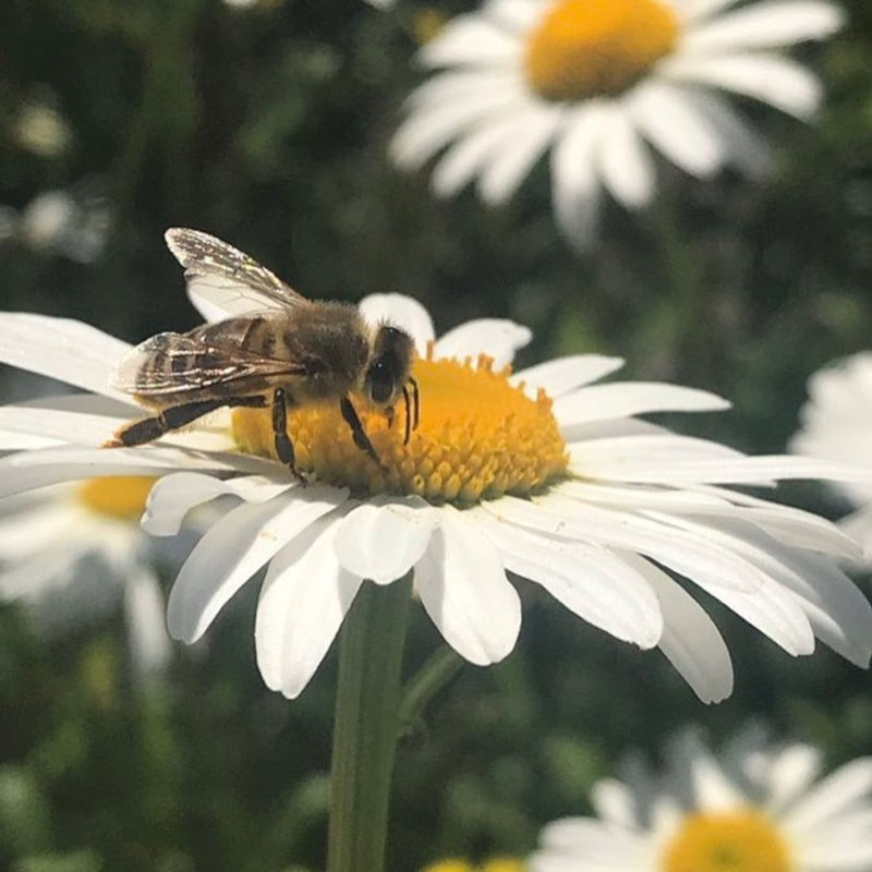 Bee